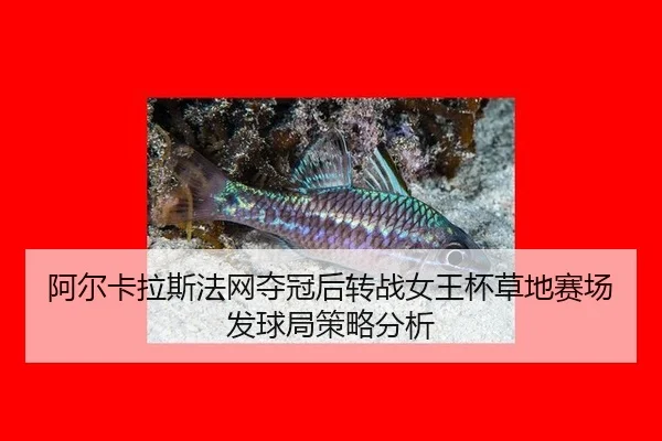 阿尔卡拉斯法网夺冠后转战女王杯草地赛场发球局策略分析